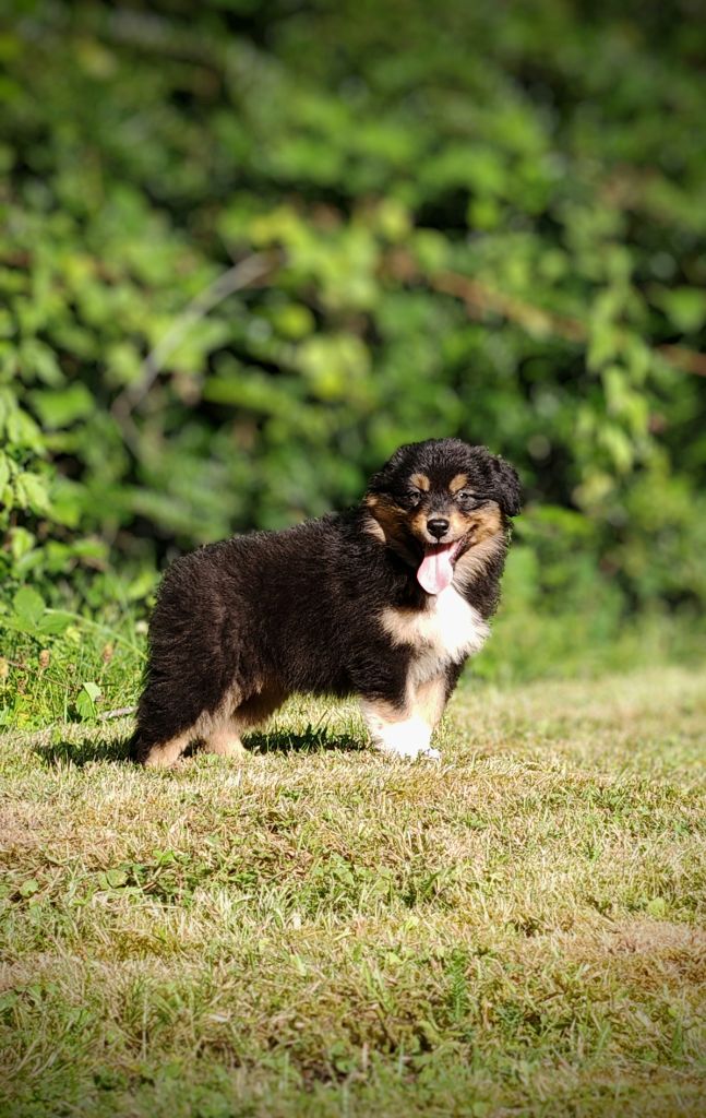 chiot Berger Australien De La Terre Du Fackenthal