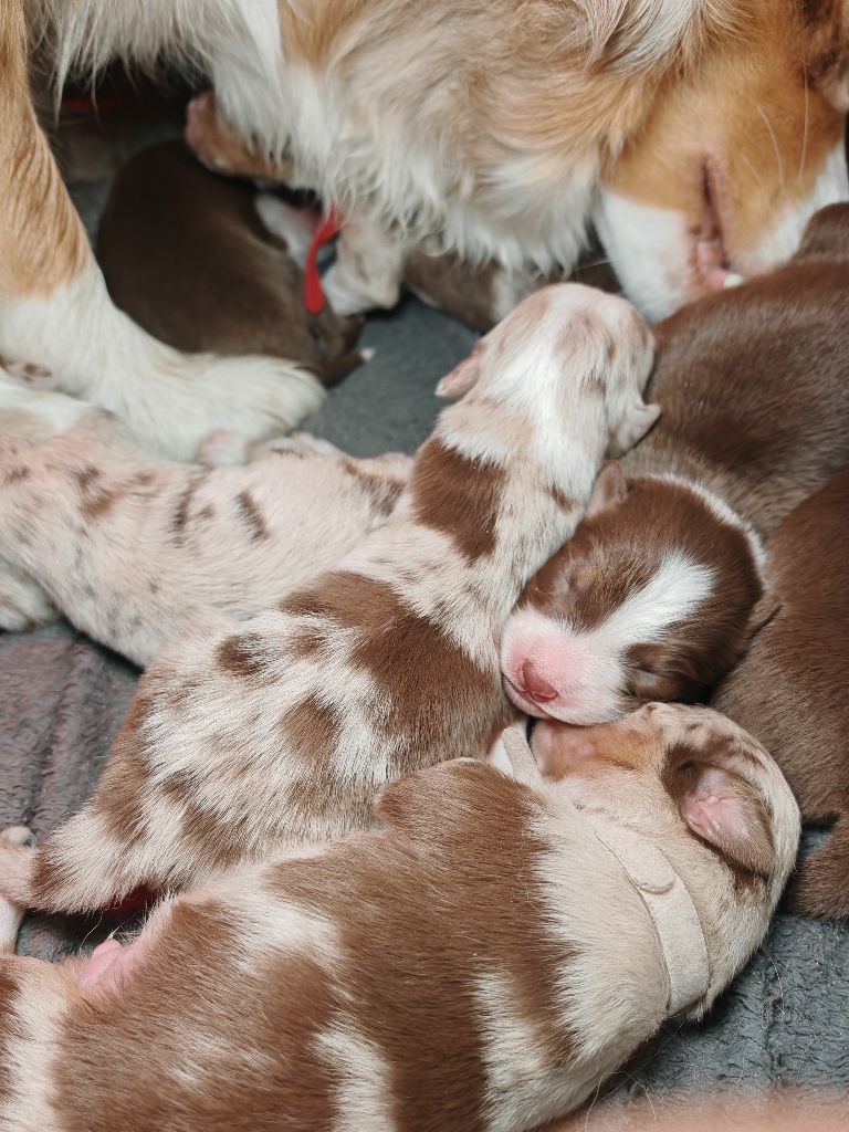 Chiots Berger Australien LOF disponibles