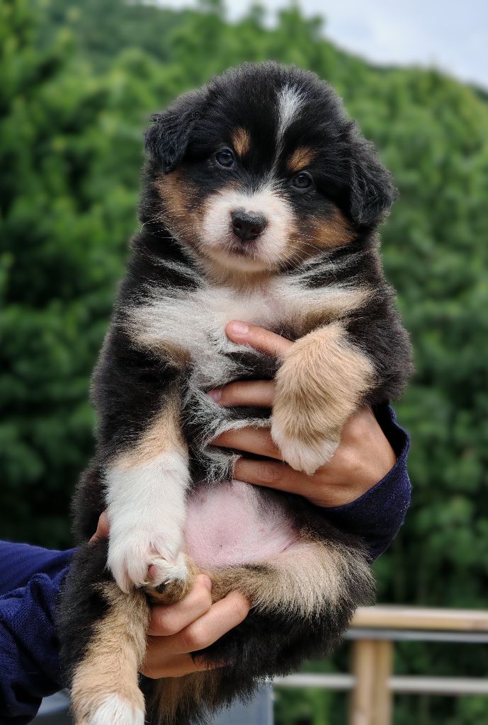 De La Terre Du Fackenthal - Chiots disponibles - Berger Australien