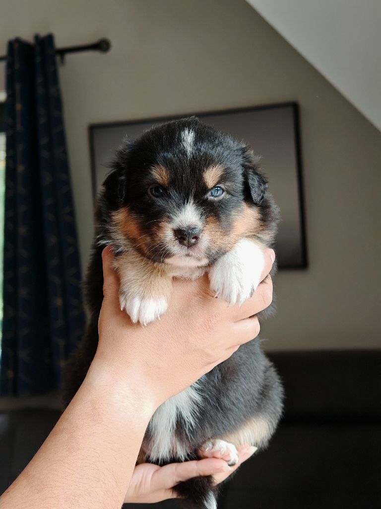 De La Terre Du Fackenthal - Chiots disponibles - Berger Australien