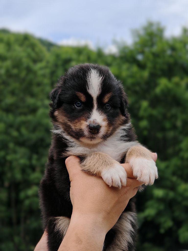 De La Terre Du Fackenthal - Chiots disponibles - Berger Australien