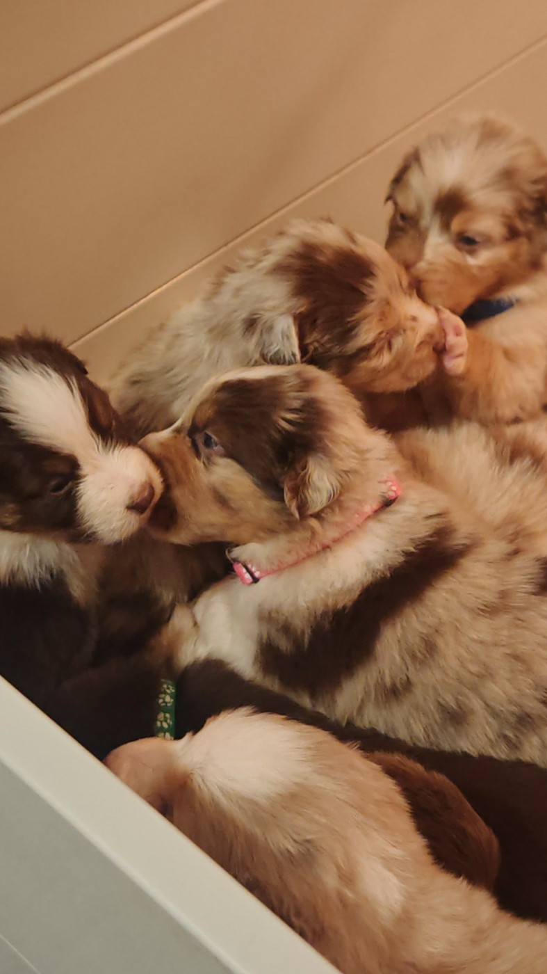 Chiot Berger Australien De La Terre Du Fackenthal