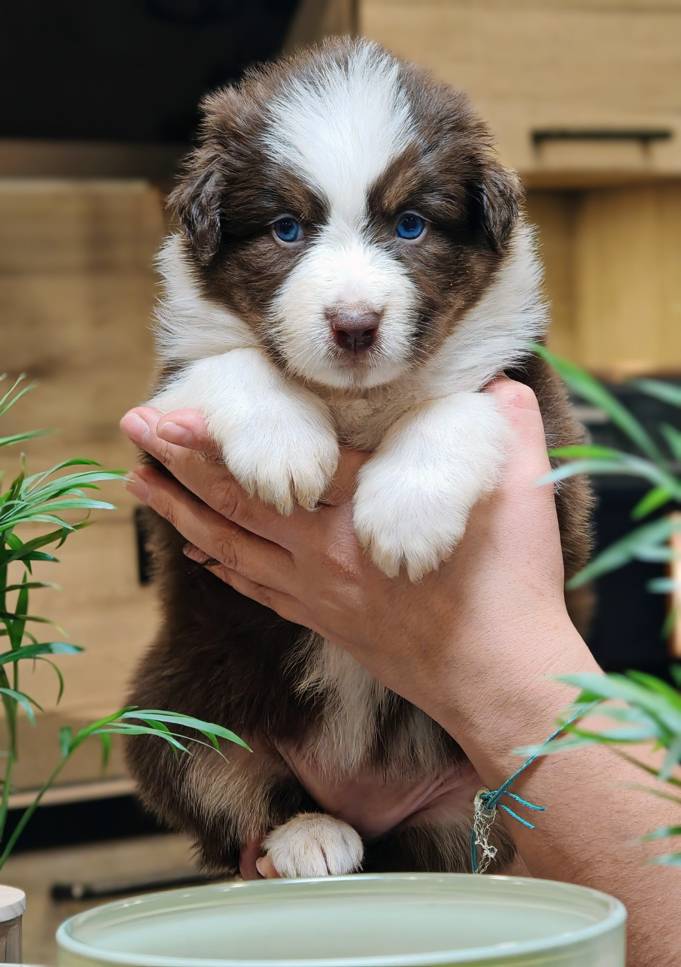 De La Terre Du Fackenthal - Chiots disponibles - Berger Australien