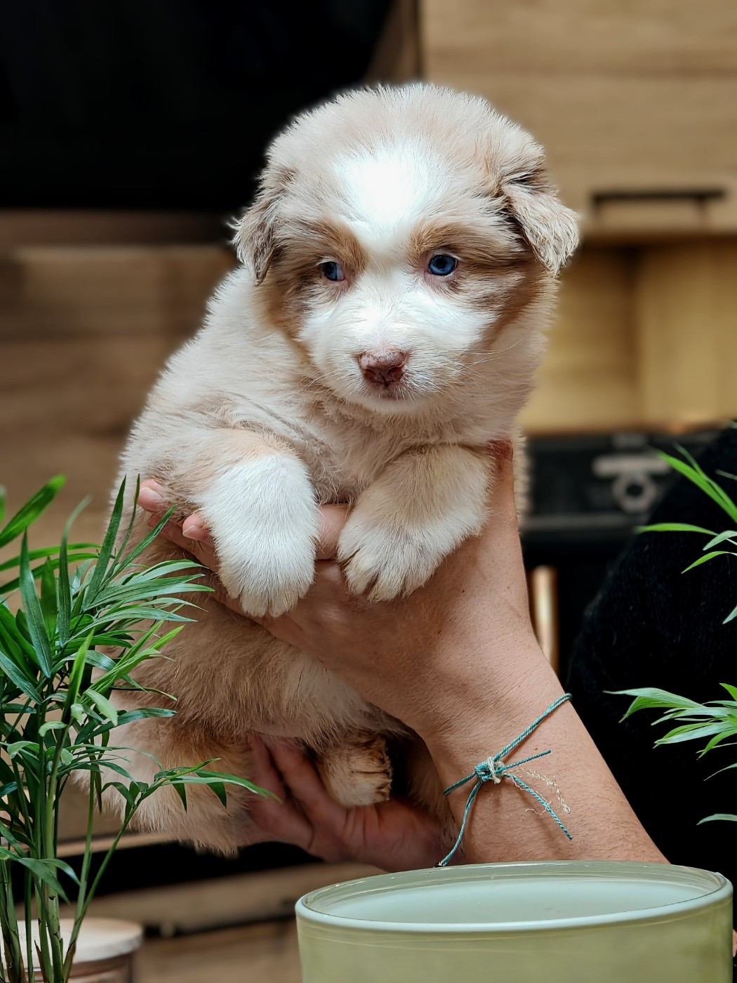 De La Terre Du Fackenthal - Chiots disponibles - Berger Australien