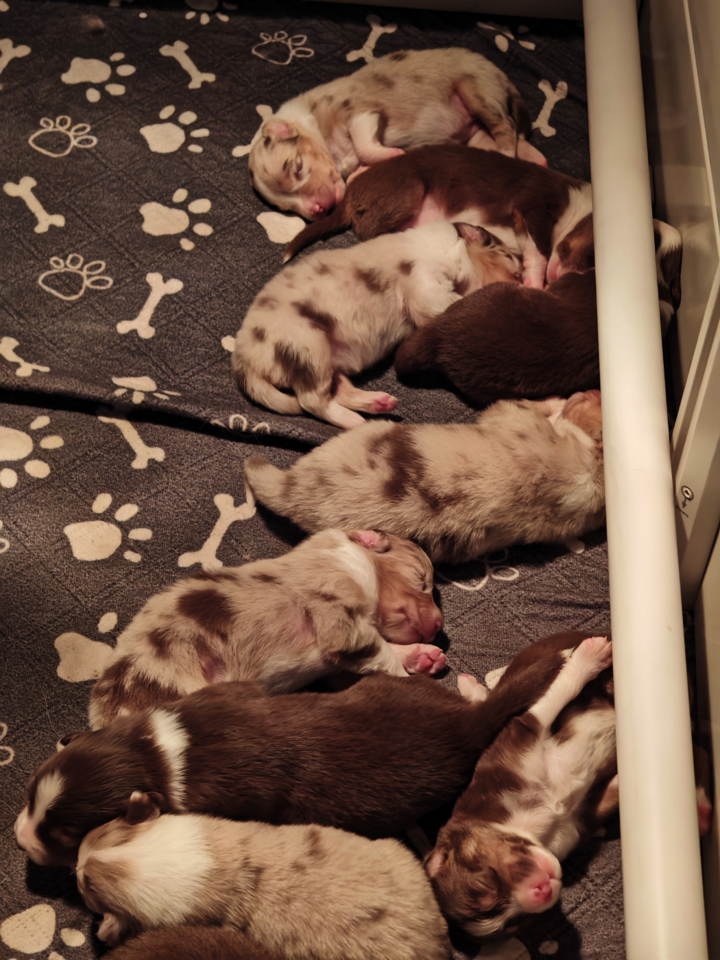 Chiot Berger Australien De La Terre Du Fackenthal