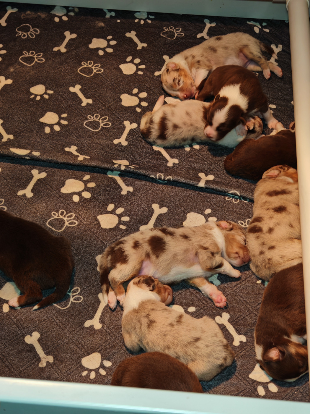 De La Terre Du Fackenthal - Chiots disponibles - Berger Australien
