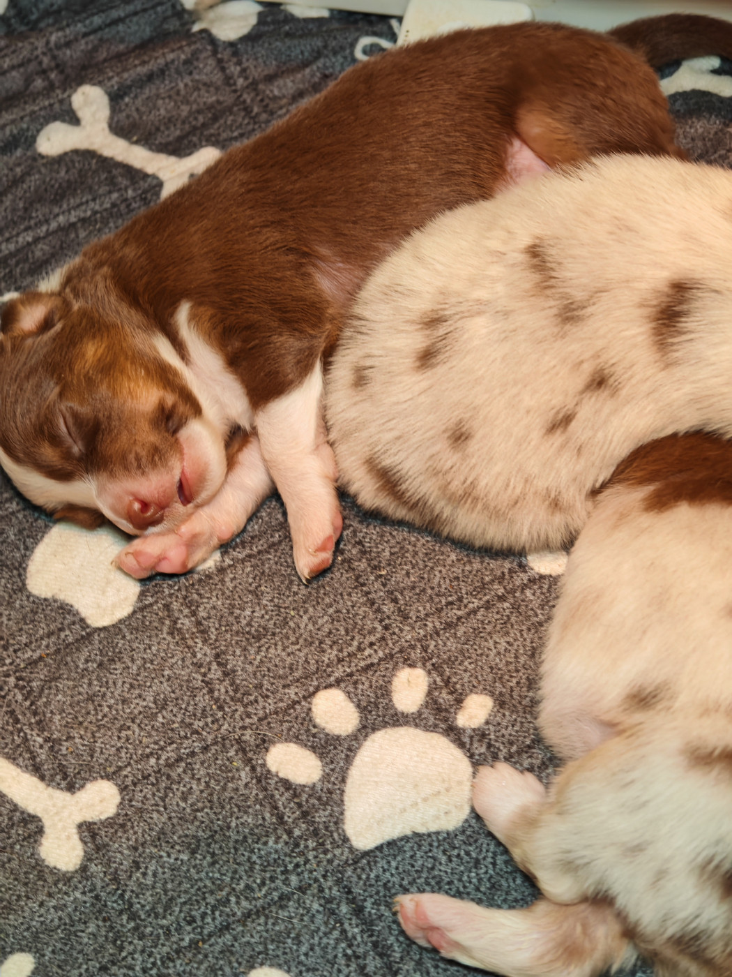 De La Terre Du Fackenthal - Chiots disponibles - Berger Australien