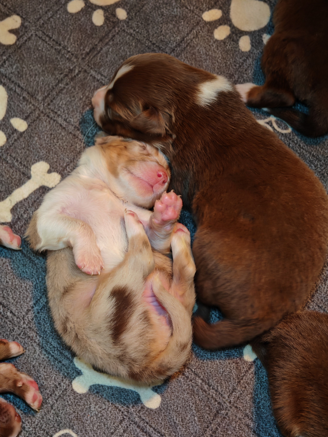 De La Terre Du Fackenthal - Chiots disponibles - Berger Australien