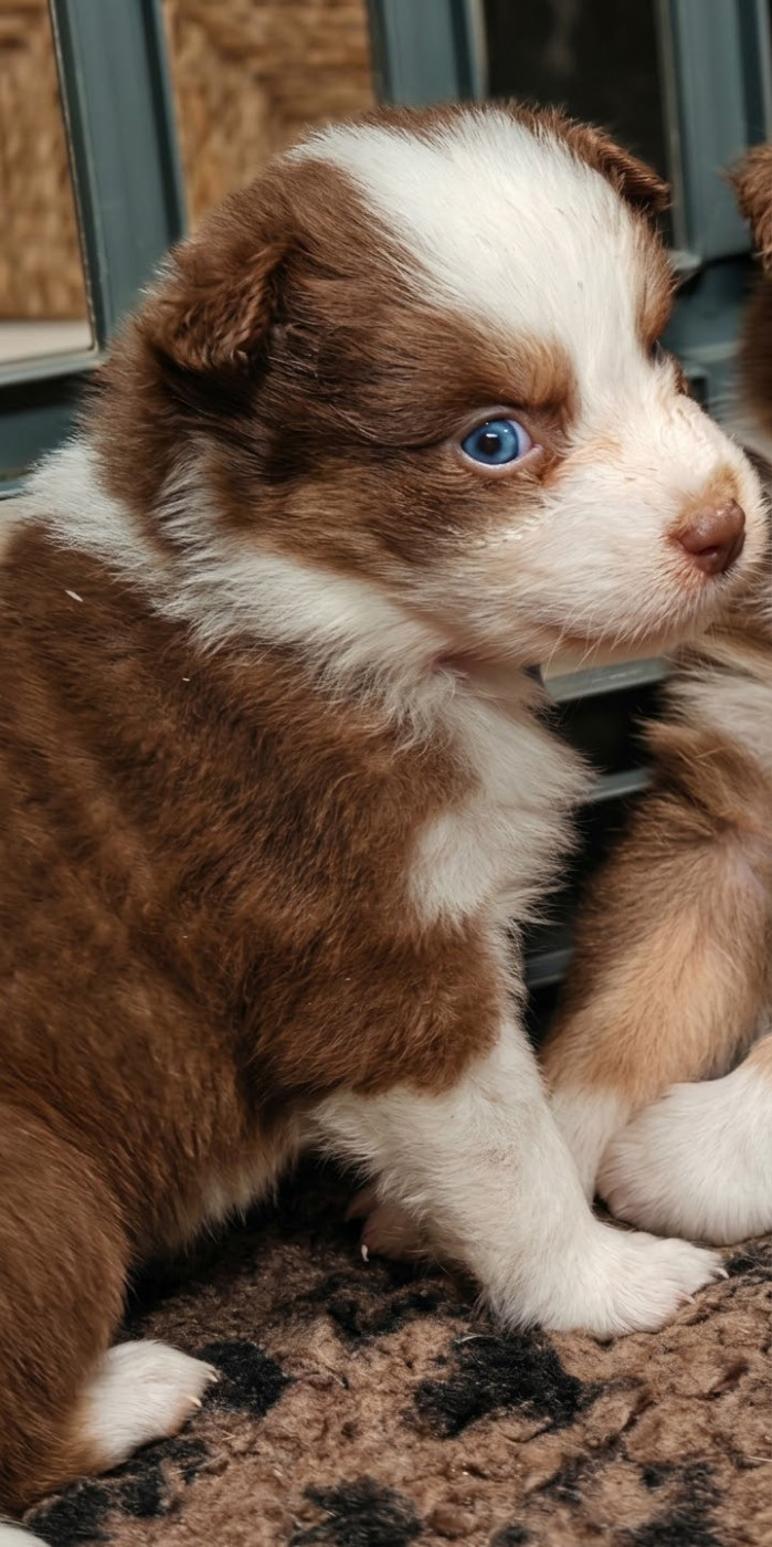 De La Terre Du Fackenthal - Chiots disponibles - Berger Australien