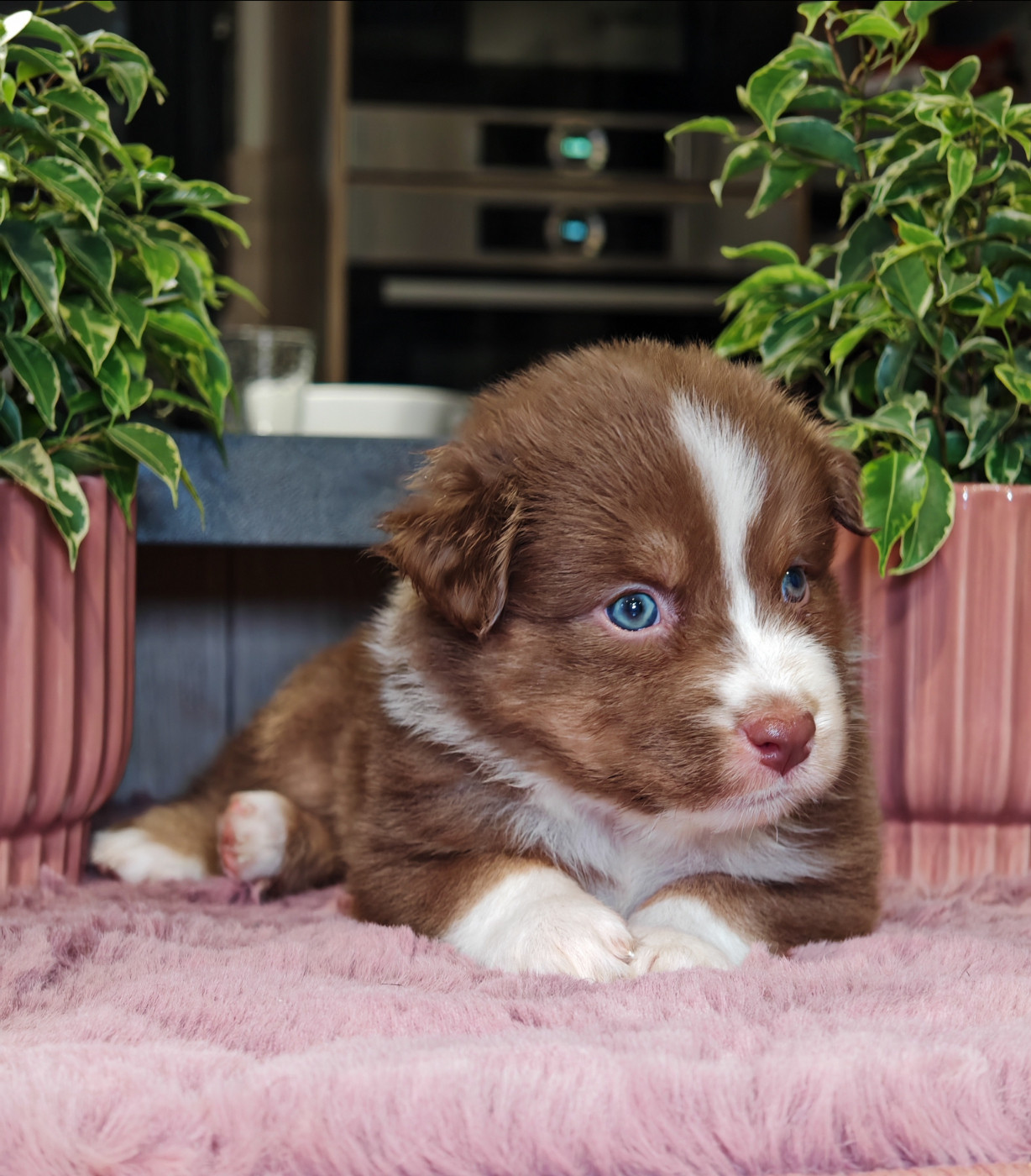 De La Terre Du Fackenthal - Chiots disponibles - Berger Australien