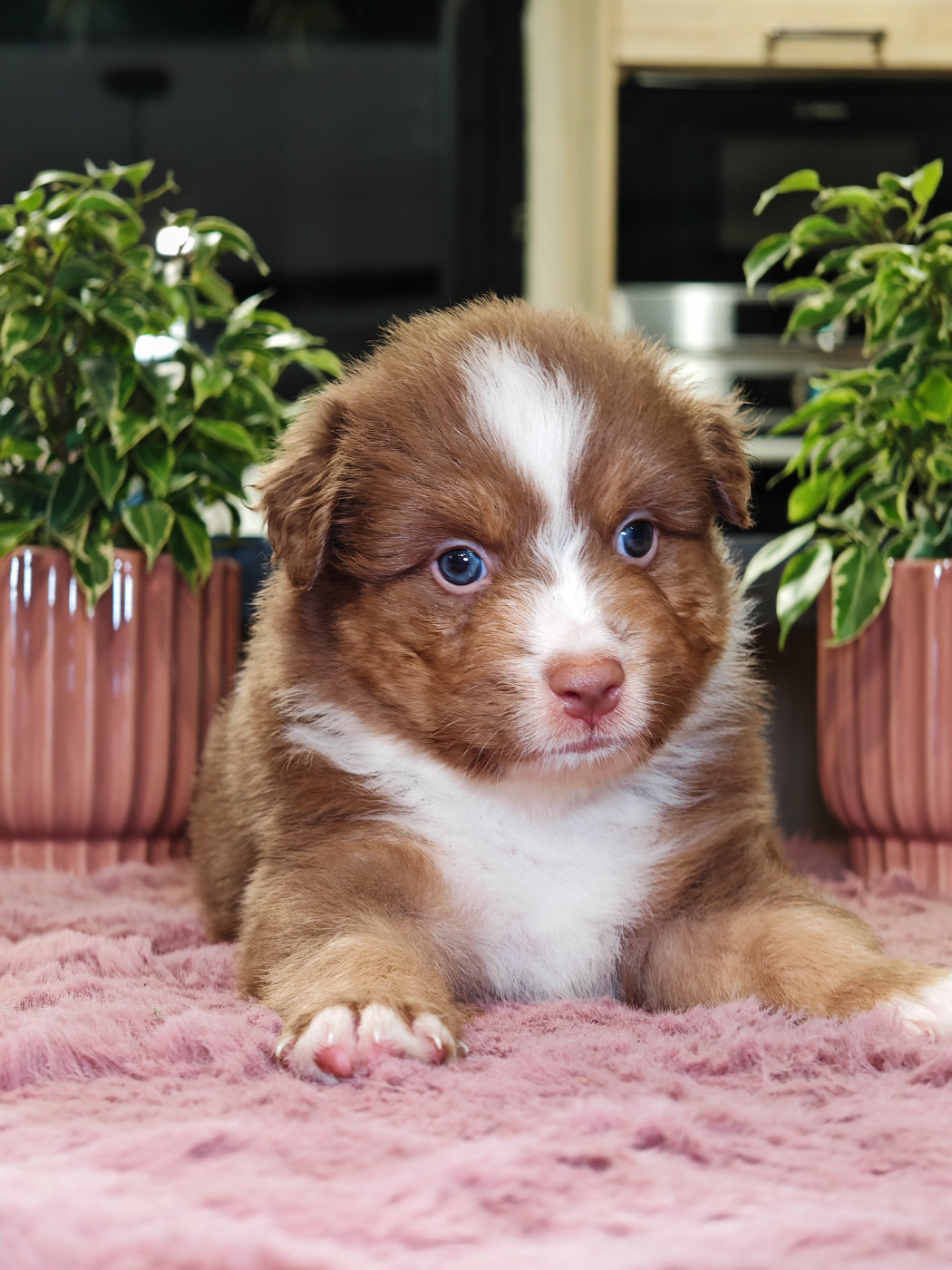 De La Terre Du Fackenthal - Chiots disponibles - Berger Australien