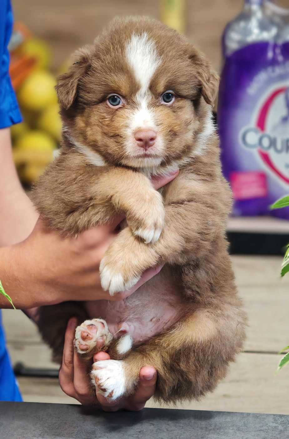 De La Terre Du Fackenthal - Chiots disponibles - Berger Australien