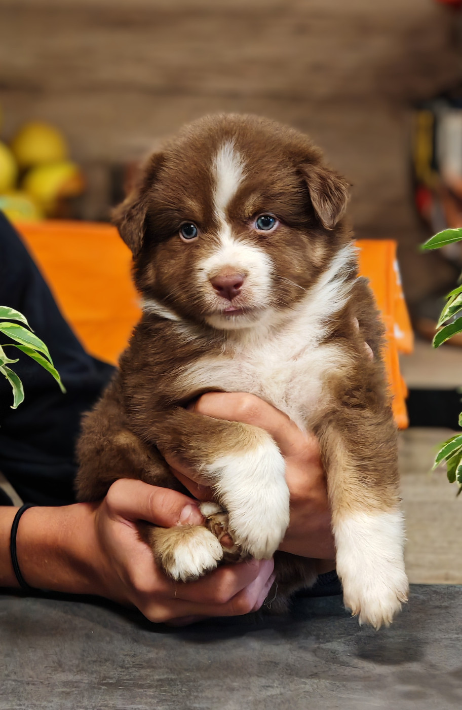 De La Terre Du Fackenthal - Chiots disponibles - Berger Australien