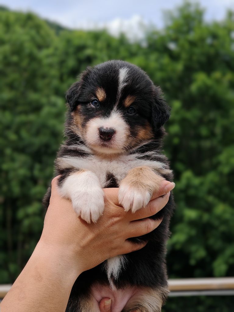 De La Terre Du Fackenthal - Chiots disponibles - Berger Australien