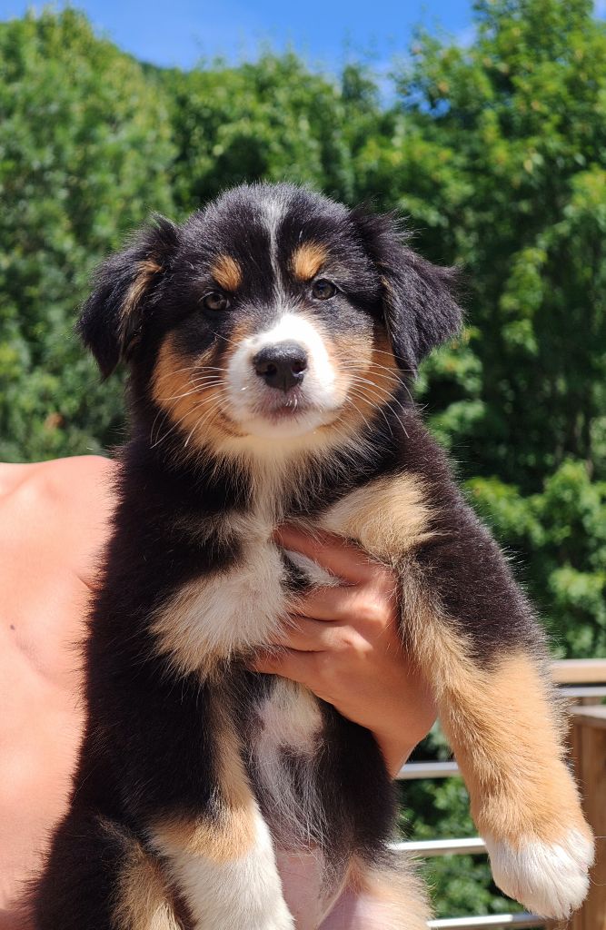 Chiot Berger Australien De La Terre Du Fackenthal
