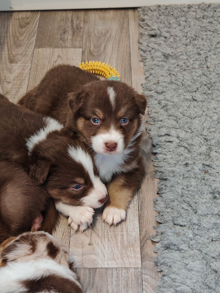De La Terre Du Fackenthal - Chiots disponibles - Berger Australien