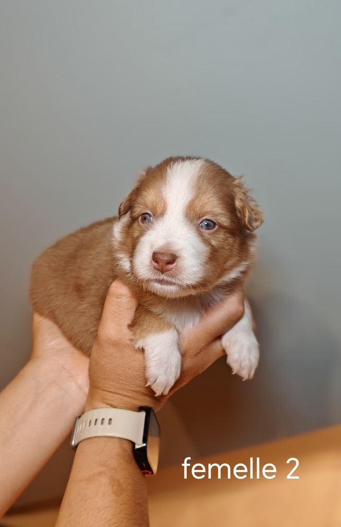 De La Terre Du Fackenthal - Chiots disponibles - Berger Australien