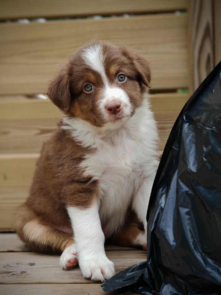 De La Terre Du Fackenthal - Chiots disponibles - Berger Australien