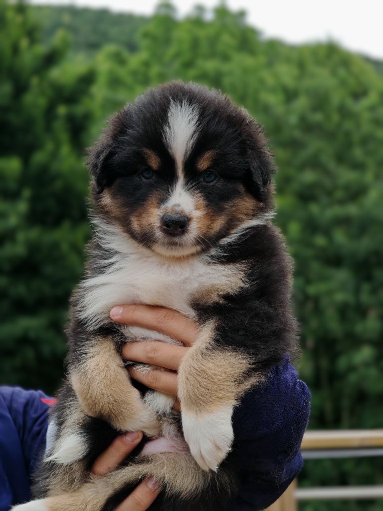 De La Terre Du Fackenthal - Chiots disponibles - Berger Australien