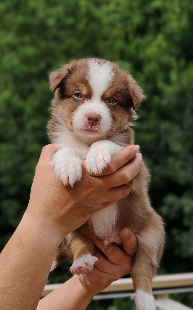 De La Terre Du Fackenthal - Chiots disponibles - Berger Australien