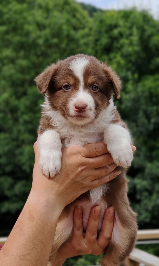 De La Terre Du Fackenthal - Chiots disponibles - Berger Australien