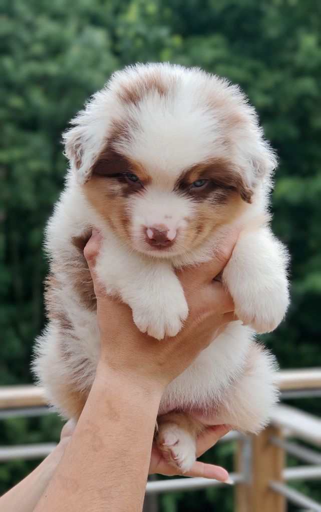 De La Terre Du Fackenthal - Chiots disponibles - Berger Australien