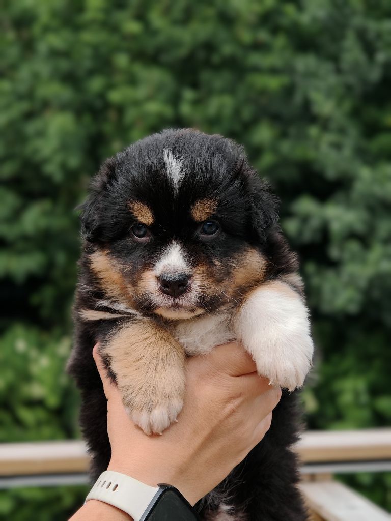 De La Terre Du Fackenthal - Chiots disponibles - Berger Australien