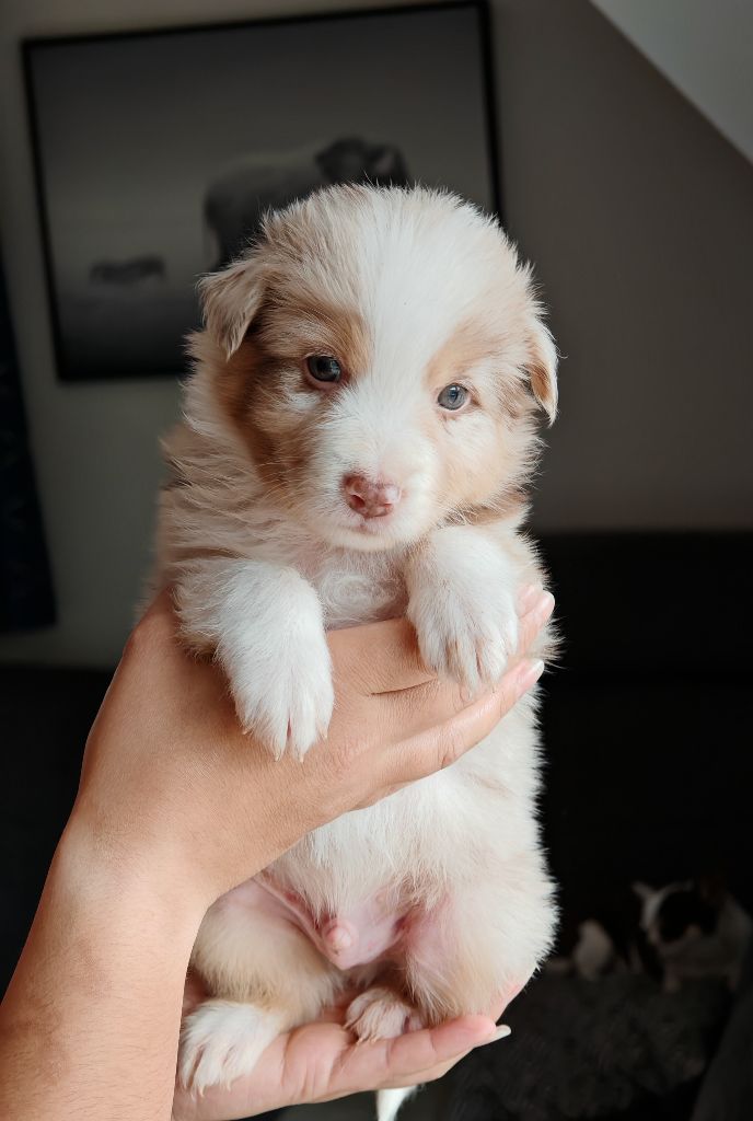 De La Terre Du Fackenthal - Chiots disponibles - Berger Australien