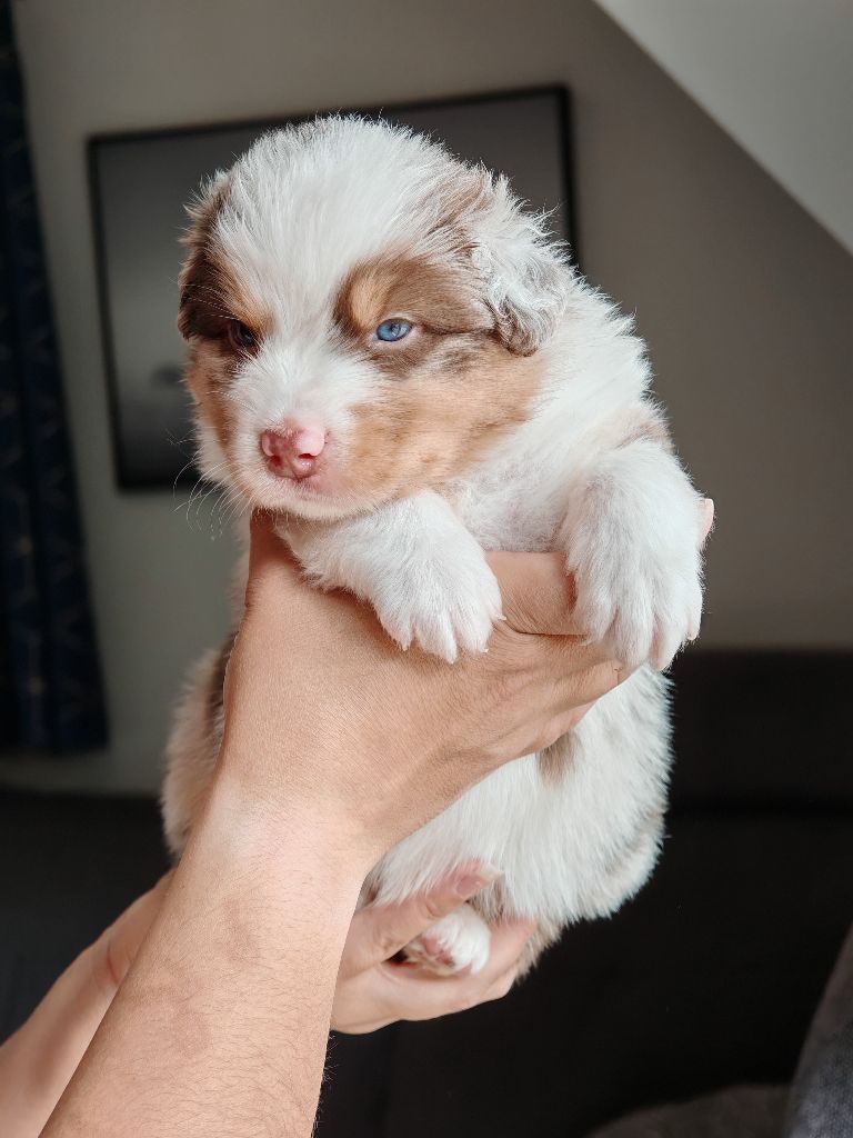 De La Terre Du Fackenthal - Chiots disponibles - Berger Australien