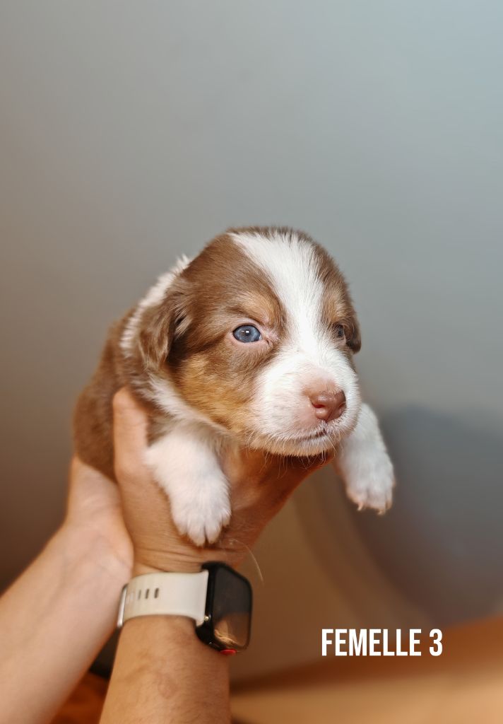 De La Terre Du Fackenthal - Chiots disponibles - Berger Australien