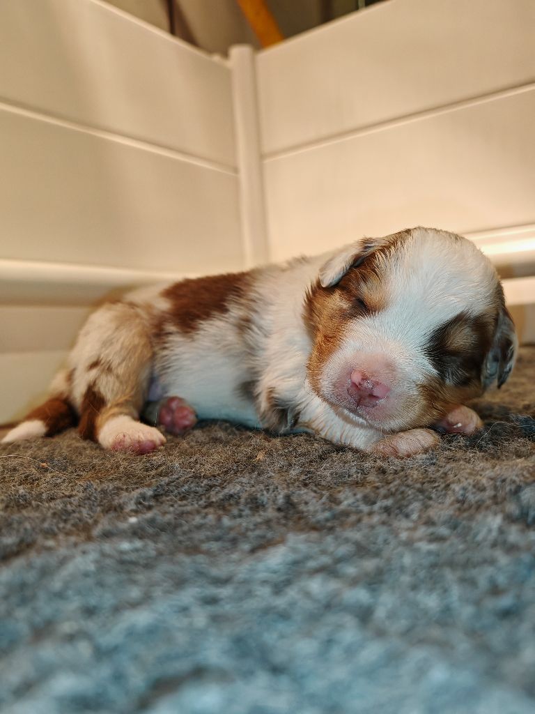 De La Terre Du Fackenthal - Chiots disponibles - Berger Australien