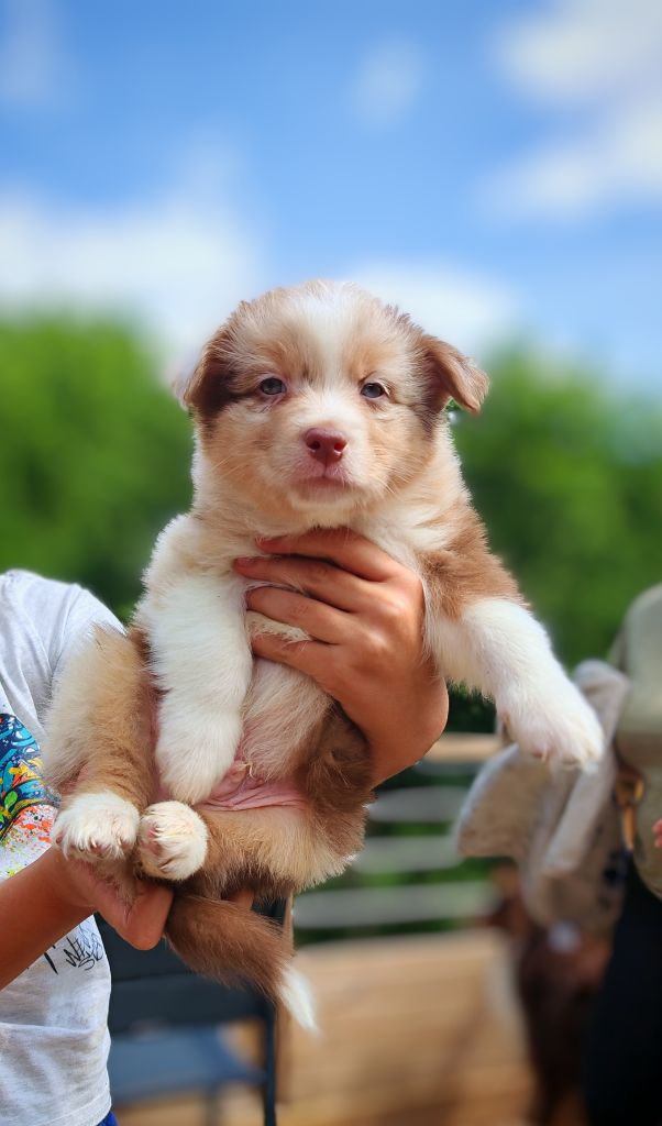 De La Terre Du Fackenthal - Chiots disponibles - Berger Australien