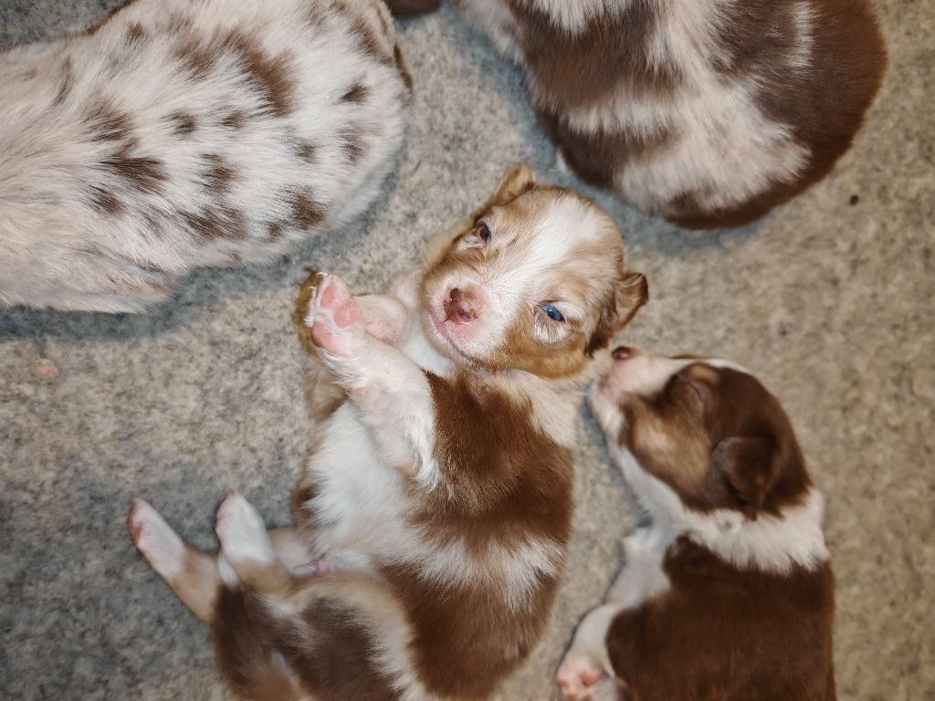 De La Terre Du Fackenthal - Chiots disponibles - Berger Australien