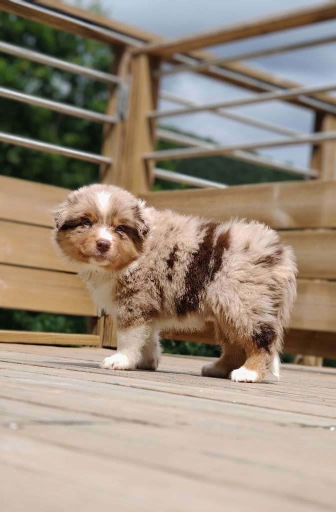 De La Terre Du Fackenthal - Chiots disponibles - Berger Australien
