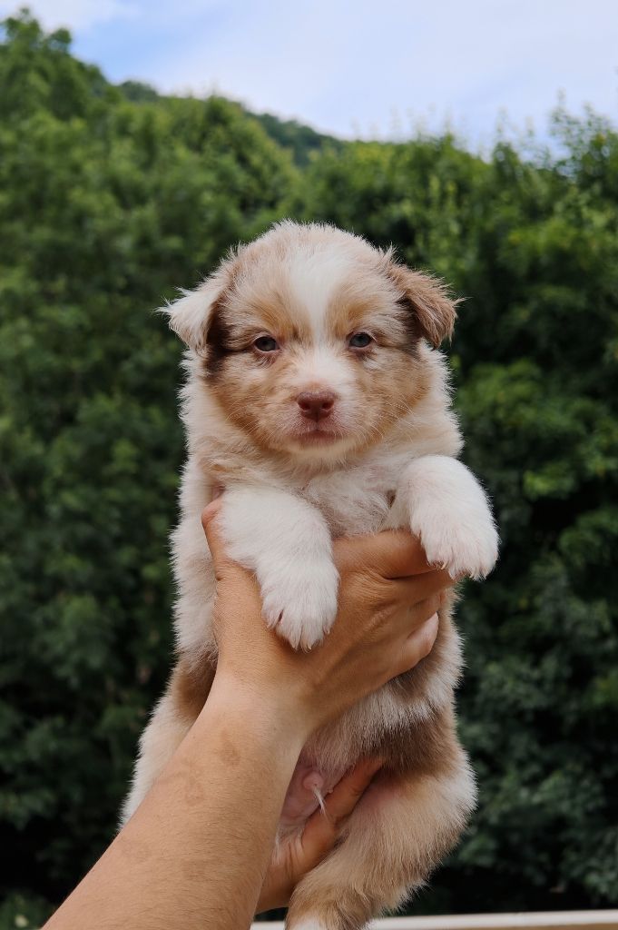 De La Terre Du Fackenthal - Chiots disponibles - Berger Australien