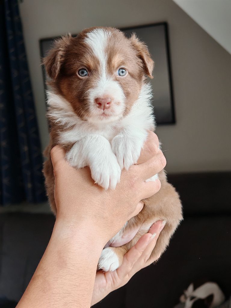 De La Terre Du Fackenthal - Chiots disponibles - Berger Australien