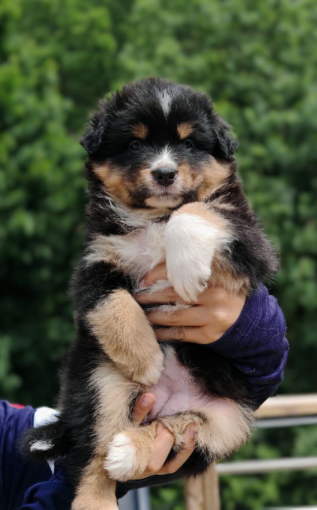 De La Terre Du Fackenthal - Chiots disponibles - Berger Australien