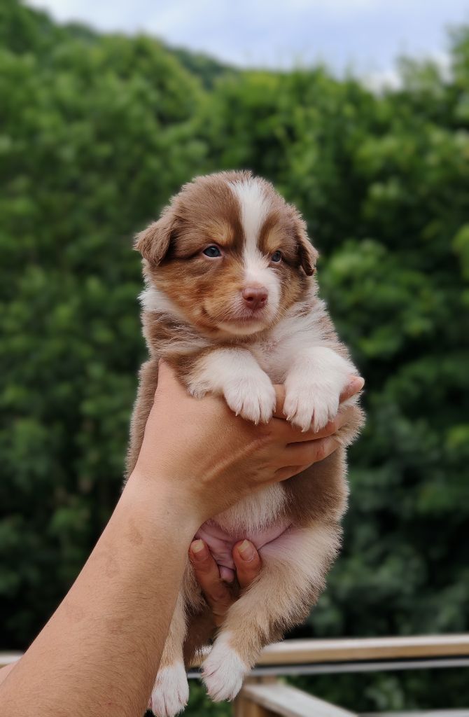 De La Terre Du Fackenthal - Chiots disponibles - Berger Australien
