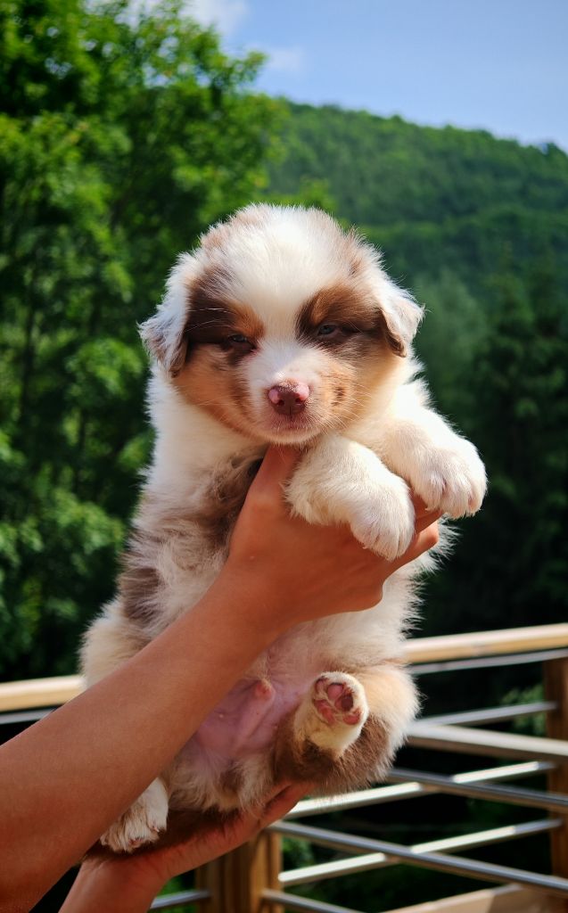 De La Terre Du Fackenthal - Chiots disponibles - Berger Australien