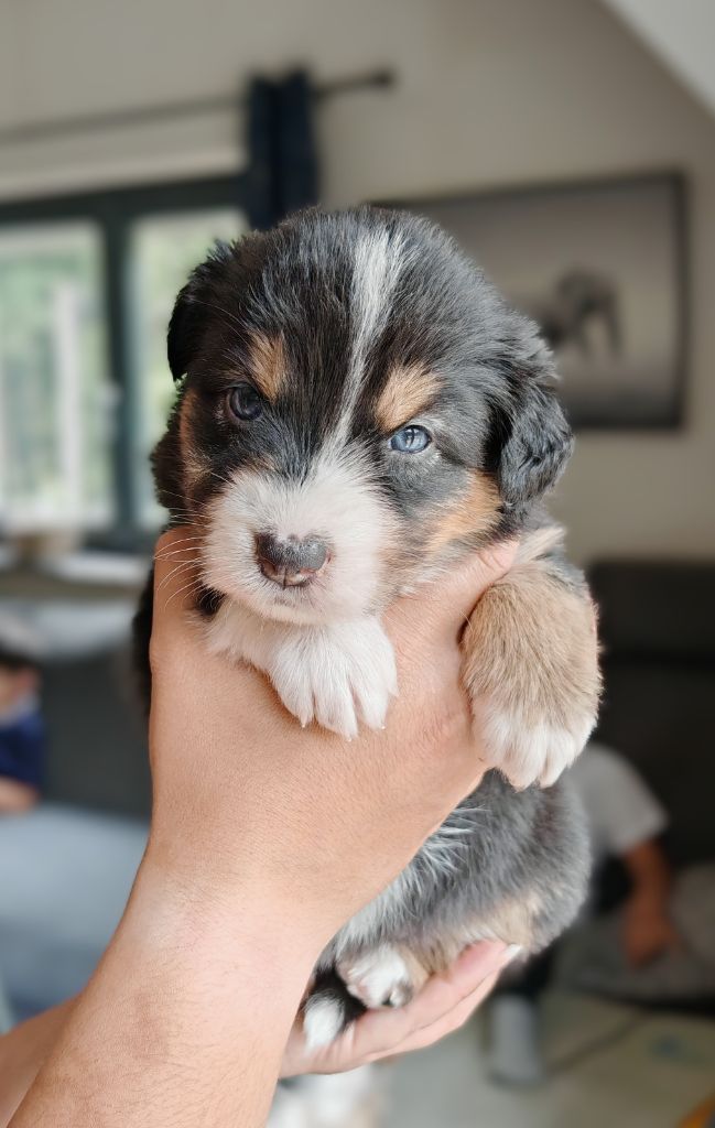 De La Terre Du Fackenthal - Chiots disponibles - Berger Australien