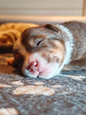 Chiot N°1