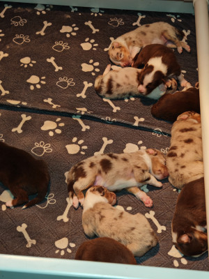 Chiot N°3