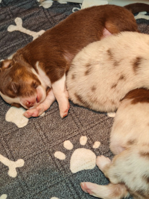 Chiot N°4