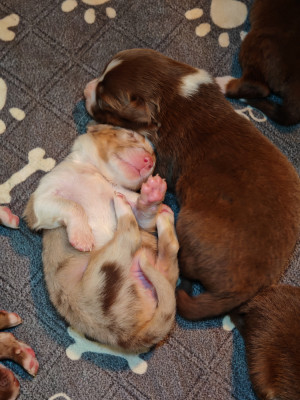 Chiot N°7