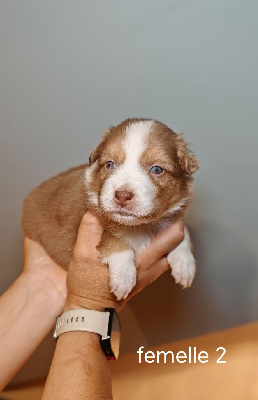 CHIOT 7