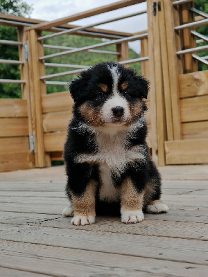 CHIOT 4