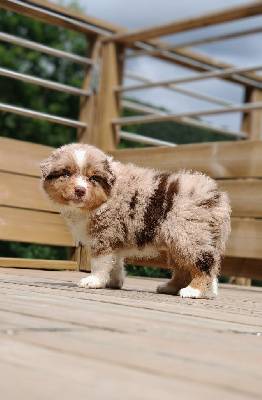 CHIOT 9