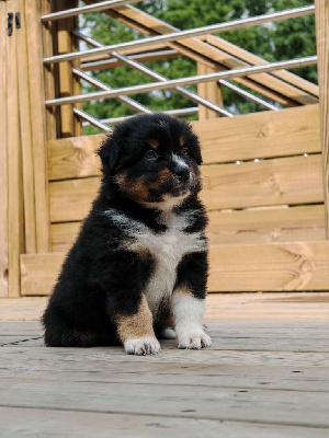 CHIOT 2
