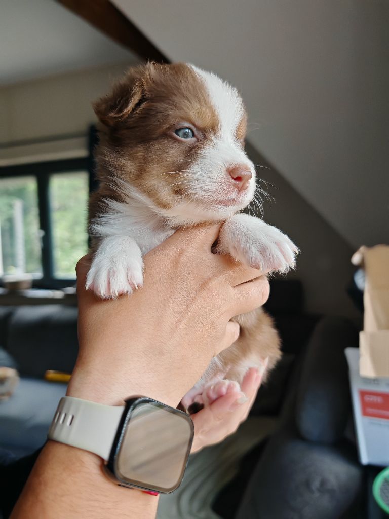 De La Terre Du Fackenthal - Chiots disponibles - Berger Australien