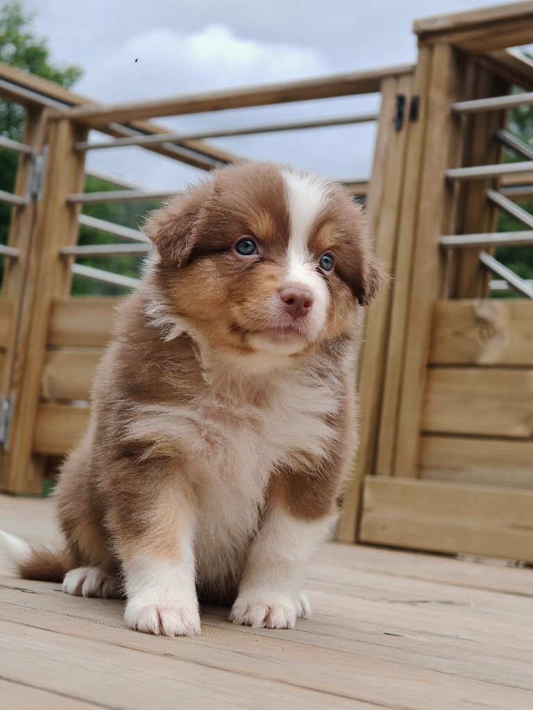 De La Terre Du Fackenthal - Chiots disponibles - Berger Australien